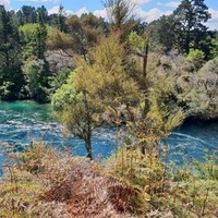 Taupo