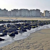 Coxyde
