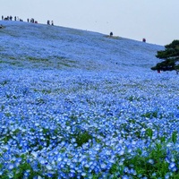 Concerts de rock à Hitachi Seaside Park, Hitachinaka Hitachi Seaside Park, Hitachinaka
